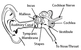 Physiologie de l'oreille et de l'audition